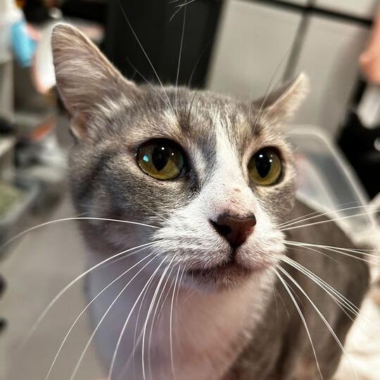 Enlarge Serenity, a Adoptable Domestic Short Hair in Alexandria, VA image 1/1