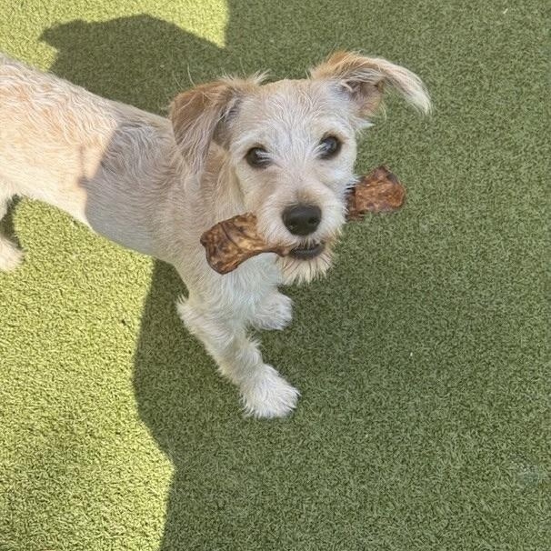 Charlie, Adopted, Puppy Female Terrier.