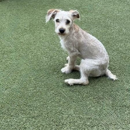 Enlarge Charlie, a Adopted mixed breed in raphine, VA image 2/6