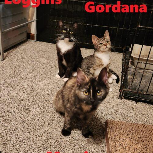 Gordona, Adoptable, Young Female Domestic Short Hair.