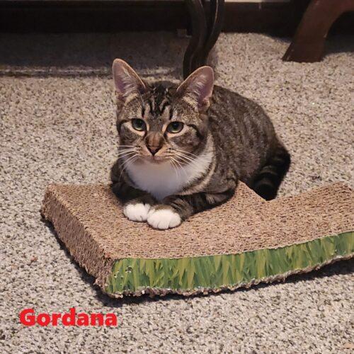 Enlarge Gordona, a Adoptable Domestic Short Hair in Tipp City, OH image 3/4
