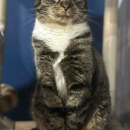 Enlarge Gordona, a Adoptable Domestic Short Hair in Tipp City, OH image 1/4
