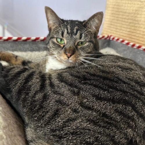 Enlarge Gordona, a Adoptable Domestic Short Hair in Tipp City, OH image 4/4