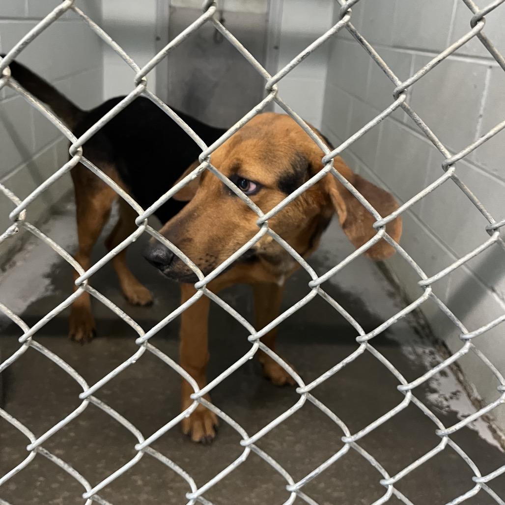 Ivan, Adoptable, Adult Male Black and Tan Coonhound.