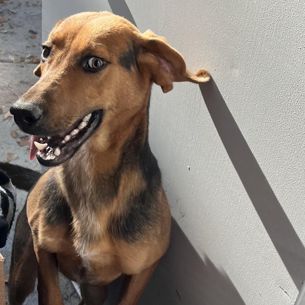 Enlarge Ivan, a Adoptable Black and Tan Coonhound in Richmond Hill, GA image 2/2