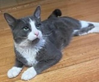 Enlarge Crescent, an adopted Domestic Short Hair in Melrose, MA image 1/3