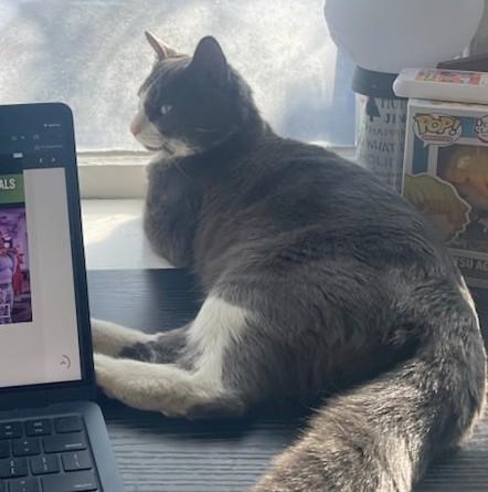 Enlarge Crescent, an adopted Domestic Short Hair in Melrose, MA image 3/3