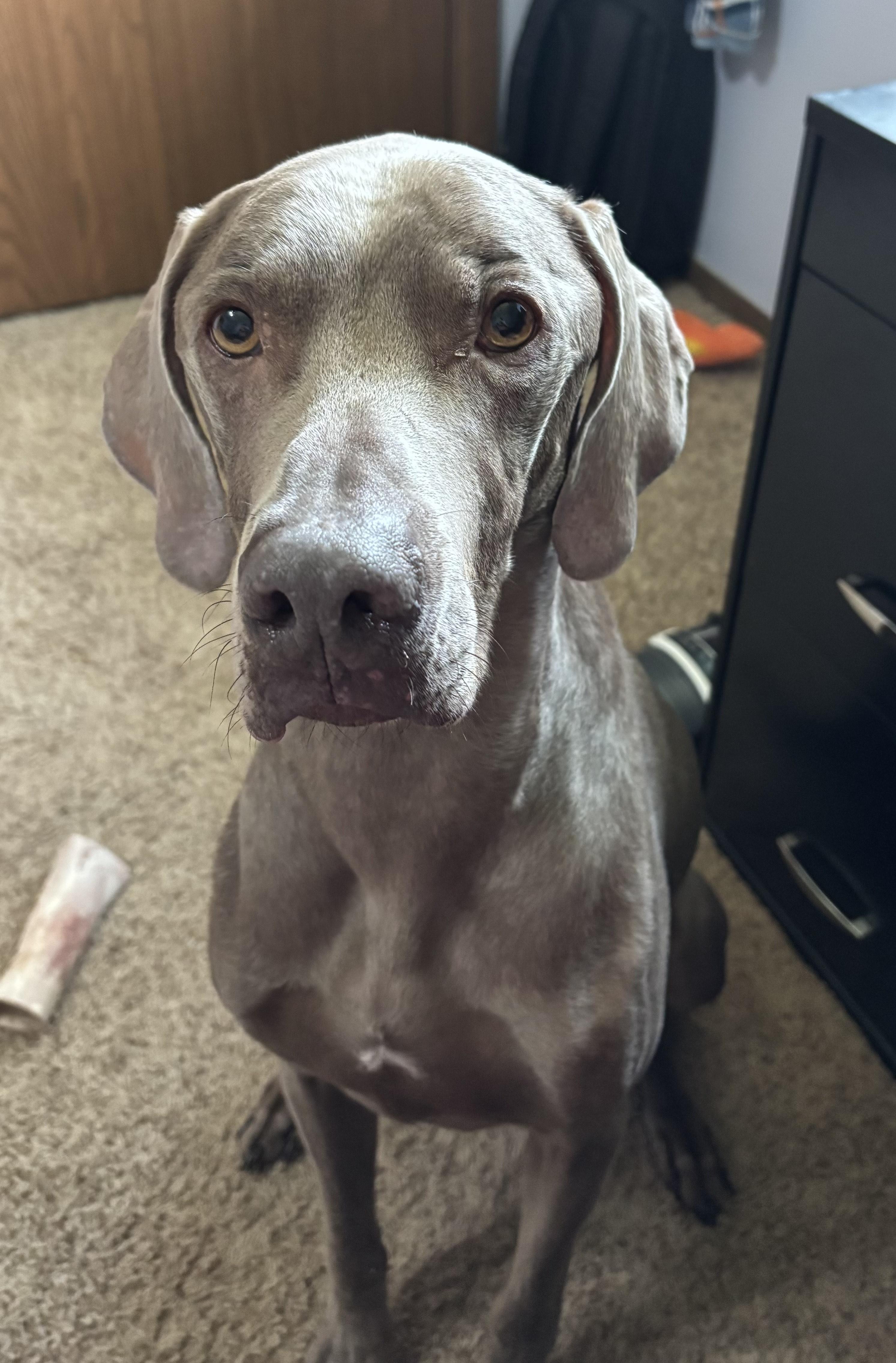 Scout, Adopted, Adult Male Weimaraner.
