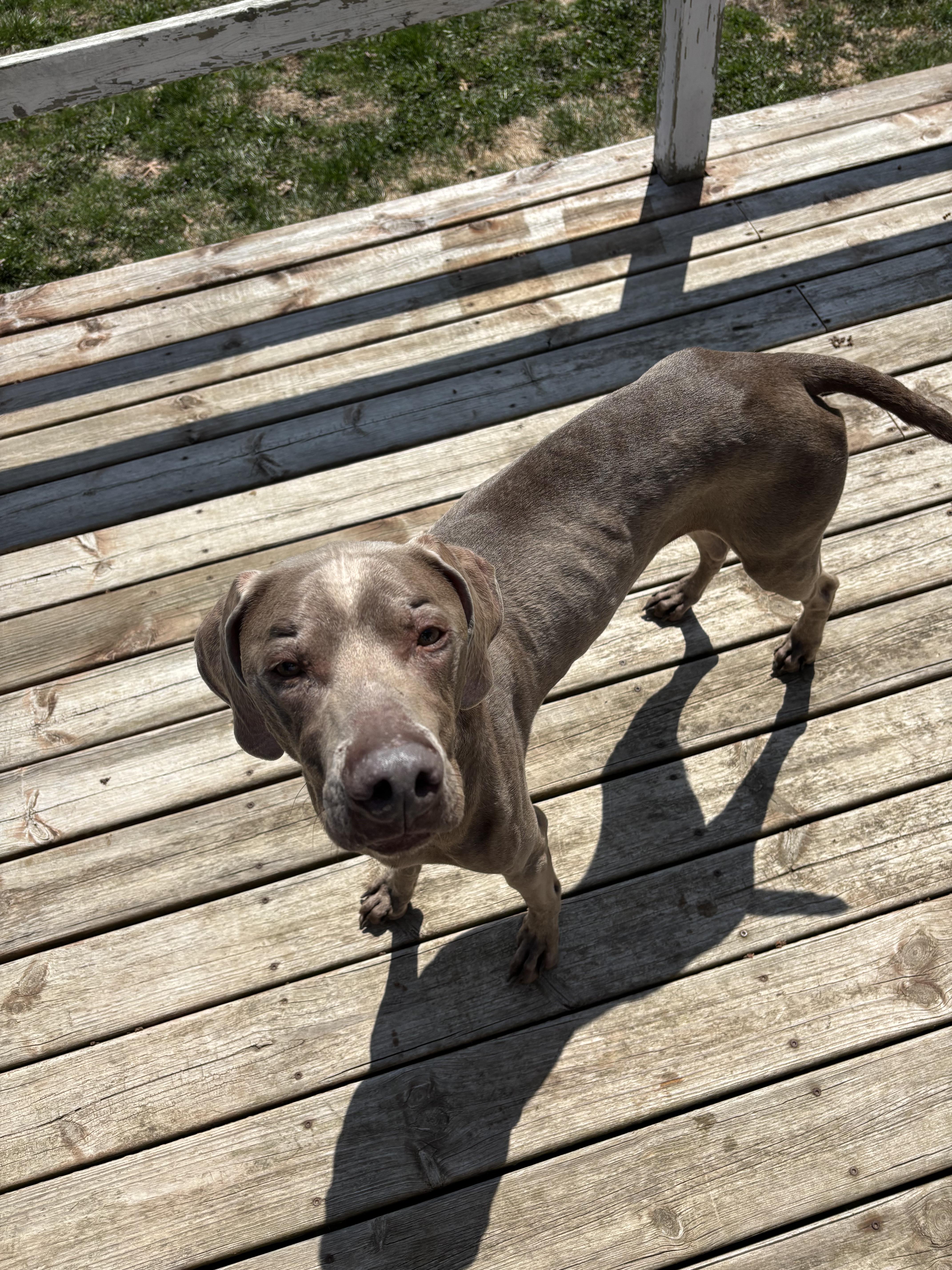 Enlarge Scout, a Adopted Weimaraner in Minneapolis, MN image 2/2