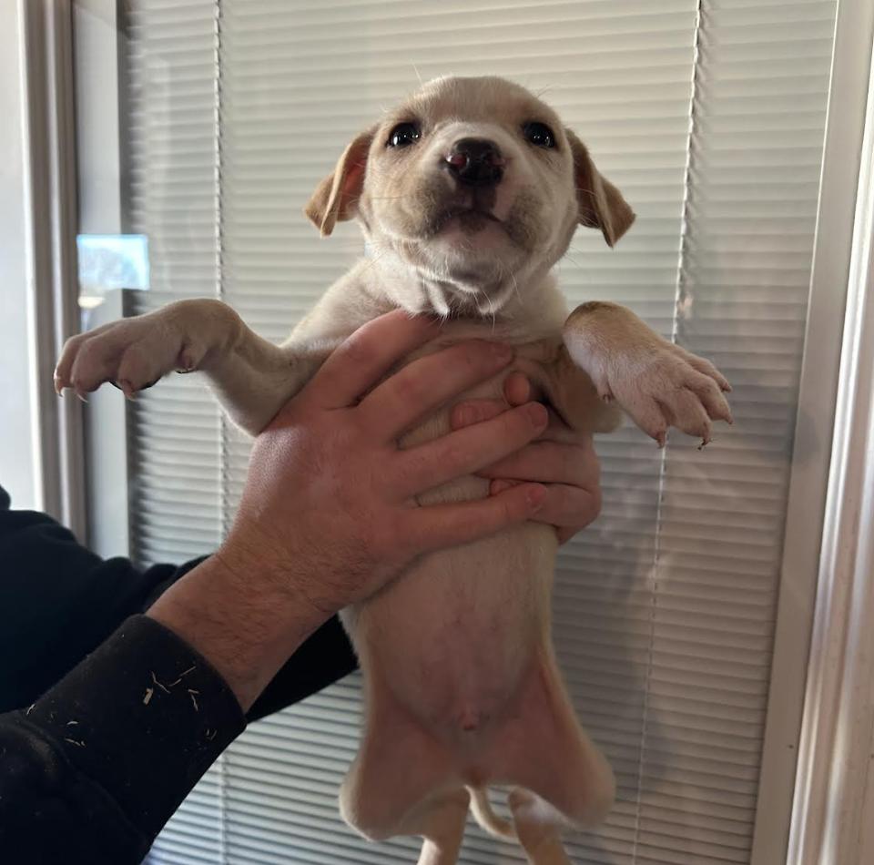 Enlarge Apollo, a Adoptable mixed breed in Clovis, NM image 2/4