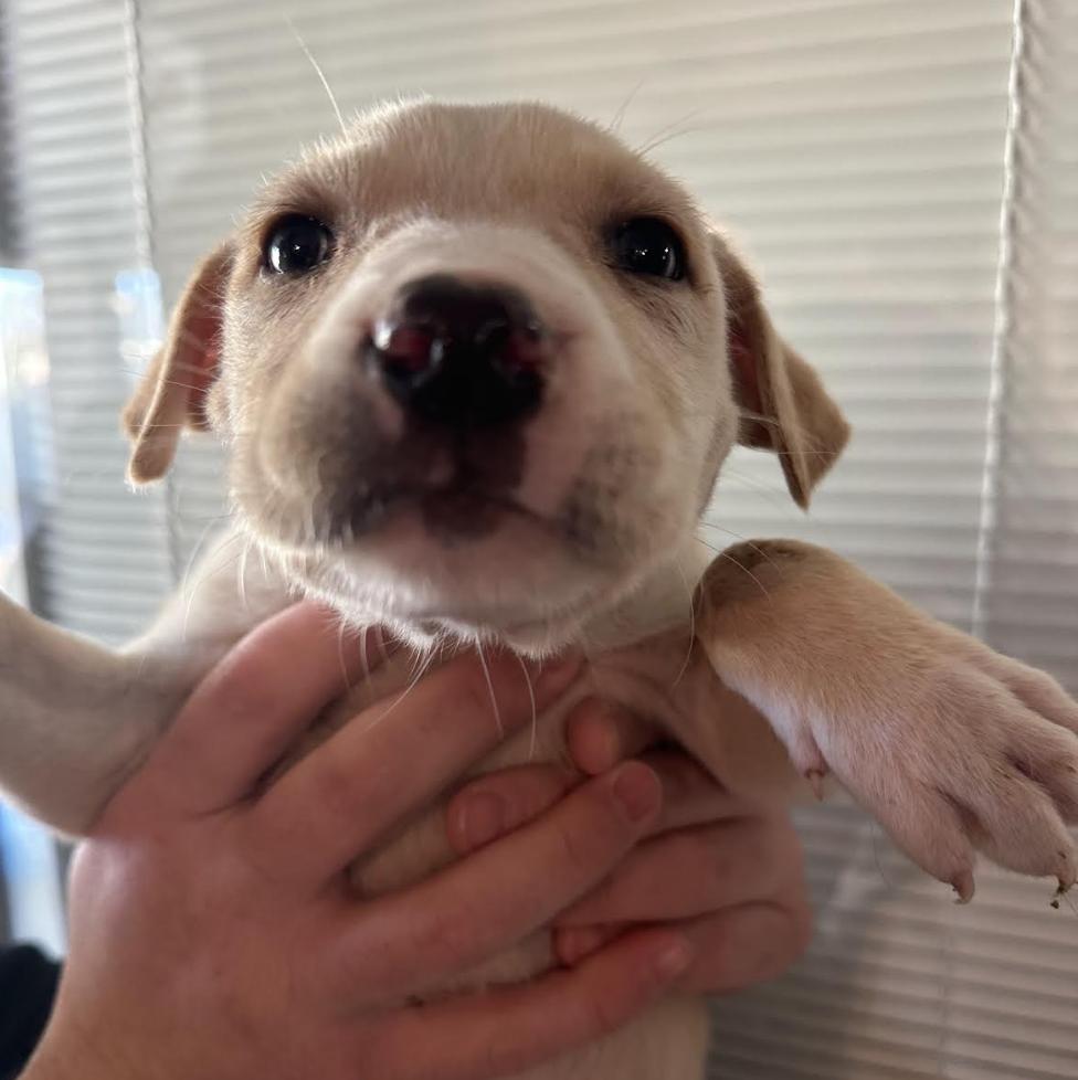 Enlarge Apollo, a Adoptable mixed breed in Clovis, NM image 3/4