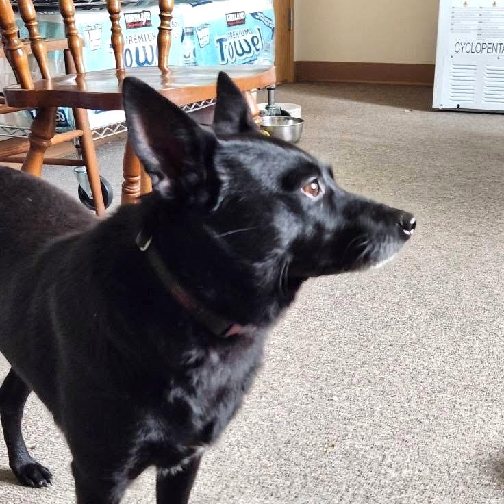 Lacey