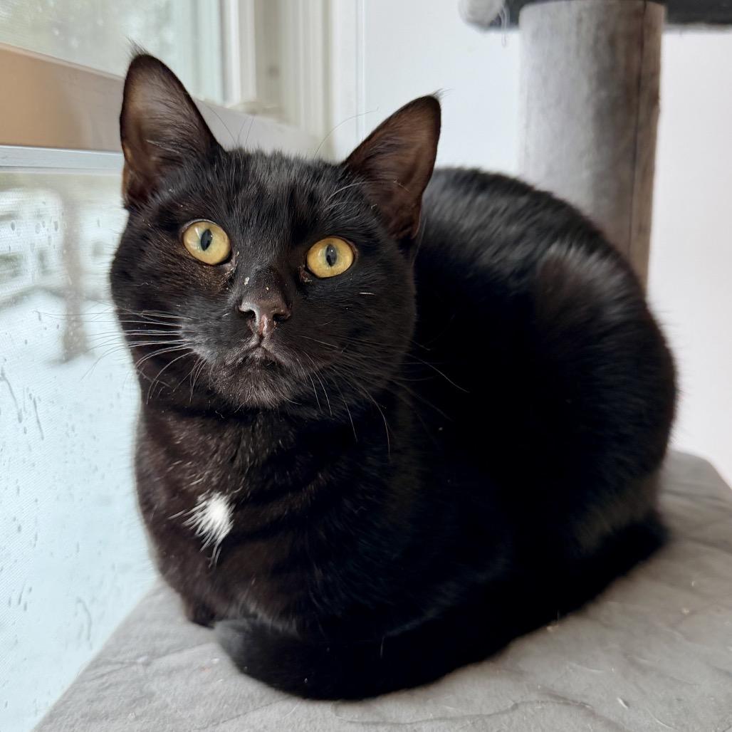 Enlarge Onyx, a Adoptable Domestic Short Hair in East Hampton, NY image 1/6
