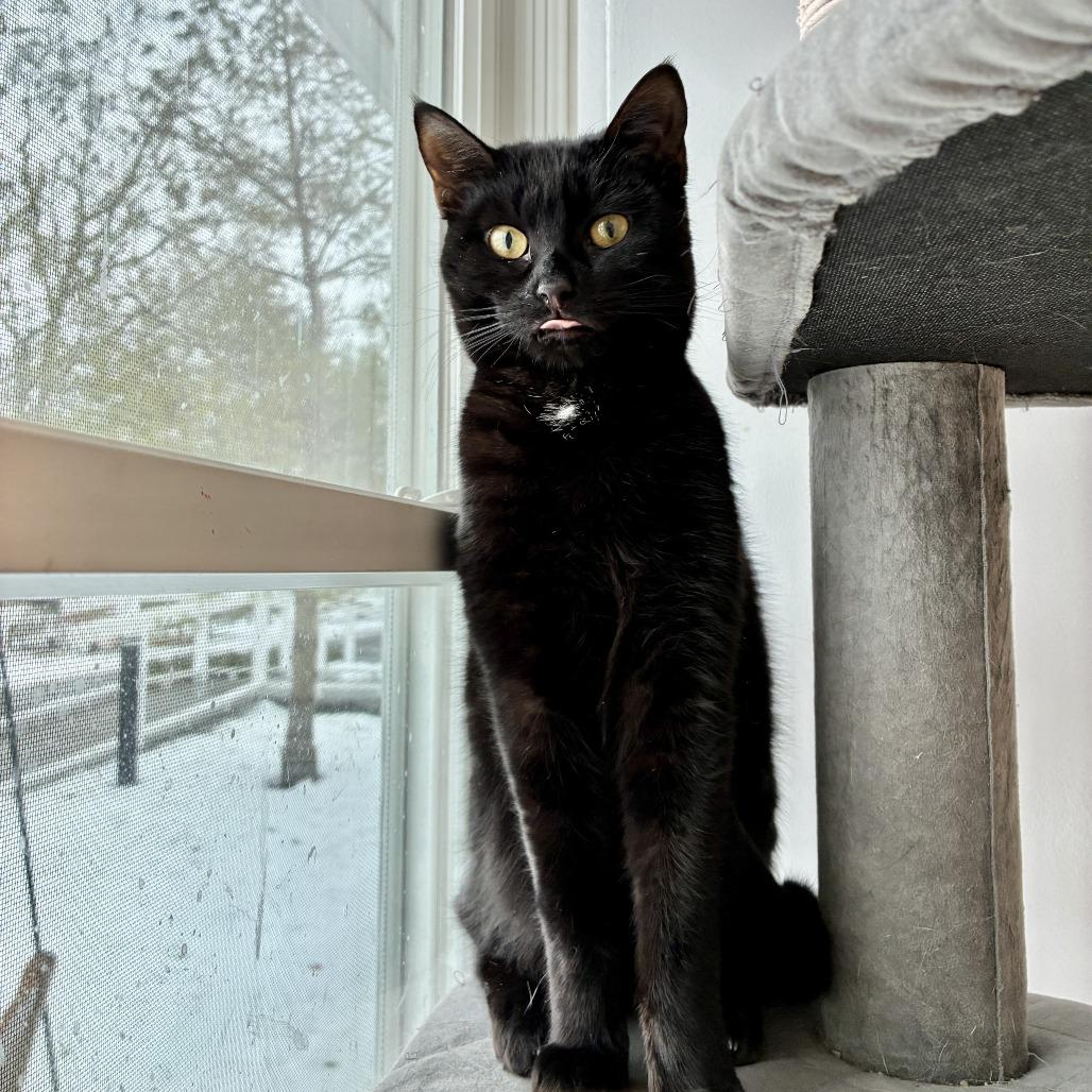 Enlarge Onyx, a Adoptable Domestic Short Hair in East Hampton, NY image 2/6