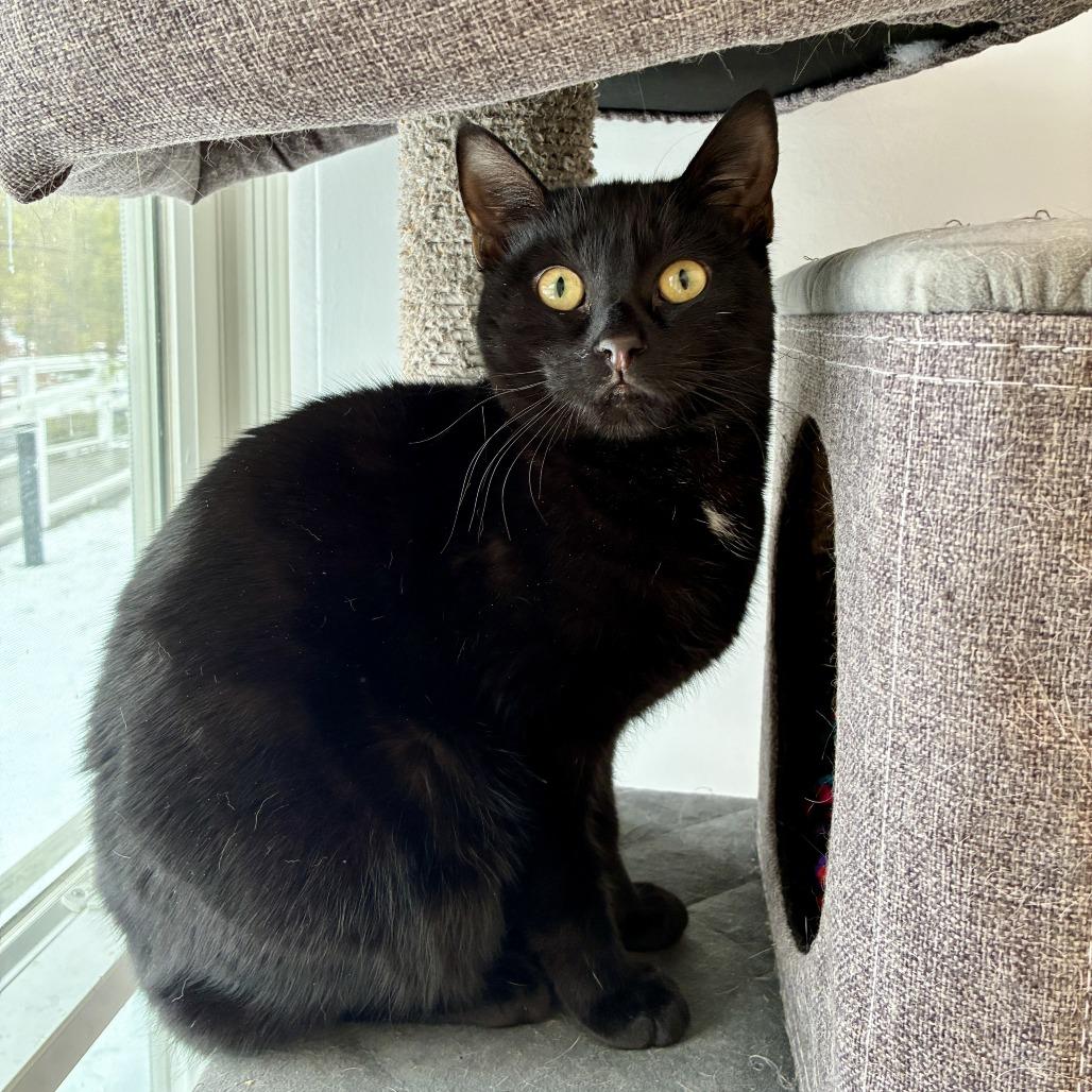 Enlarge Onyx, a Adoptable Domestic Short Hair in East Hampton, NY image 3/6