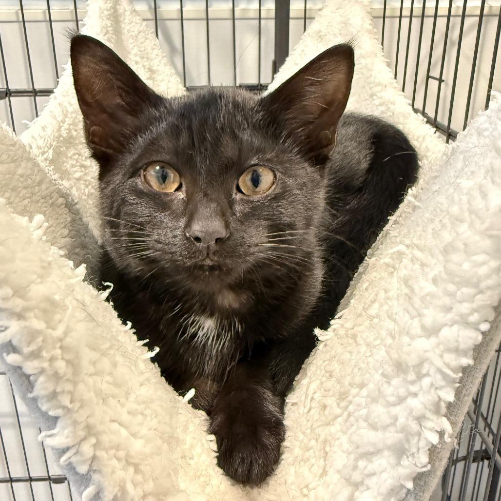 Enlarge Onyx, a Adoptable Domestic Short Hair in East Hampton, NY image 4/6