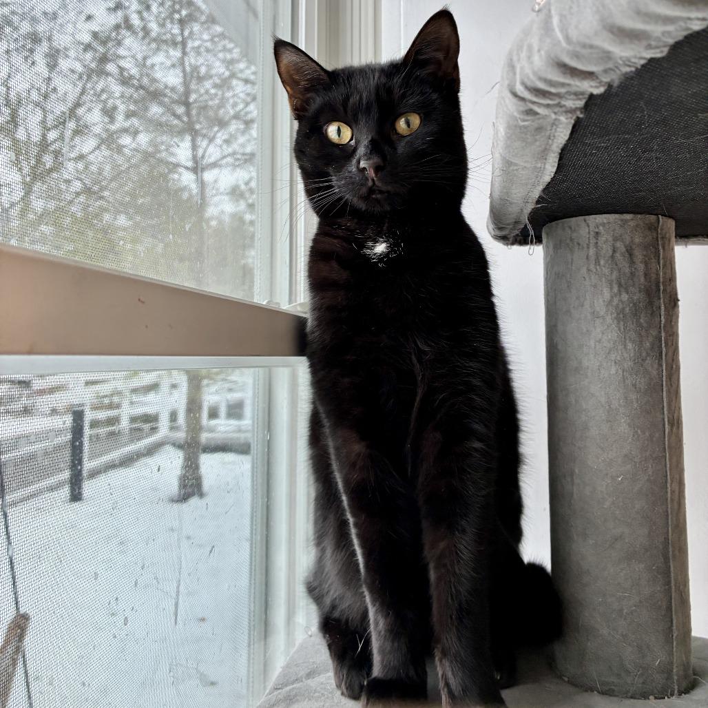 Enlarge Onyx, a Adoptable Domestic Short Hair in East Hampton, NY image 5/6