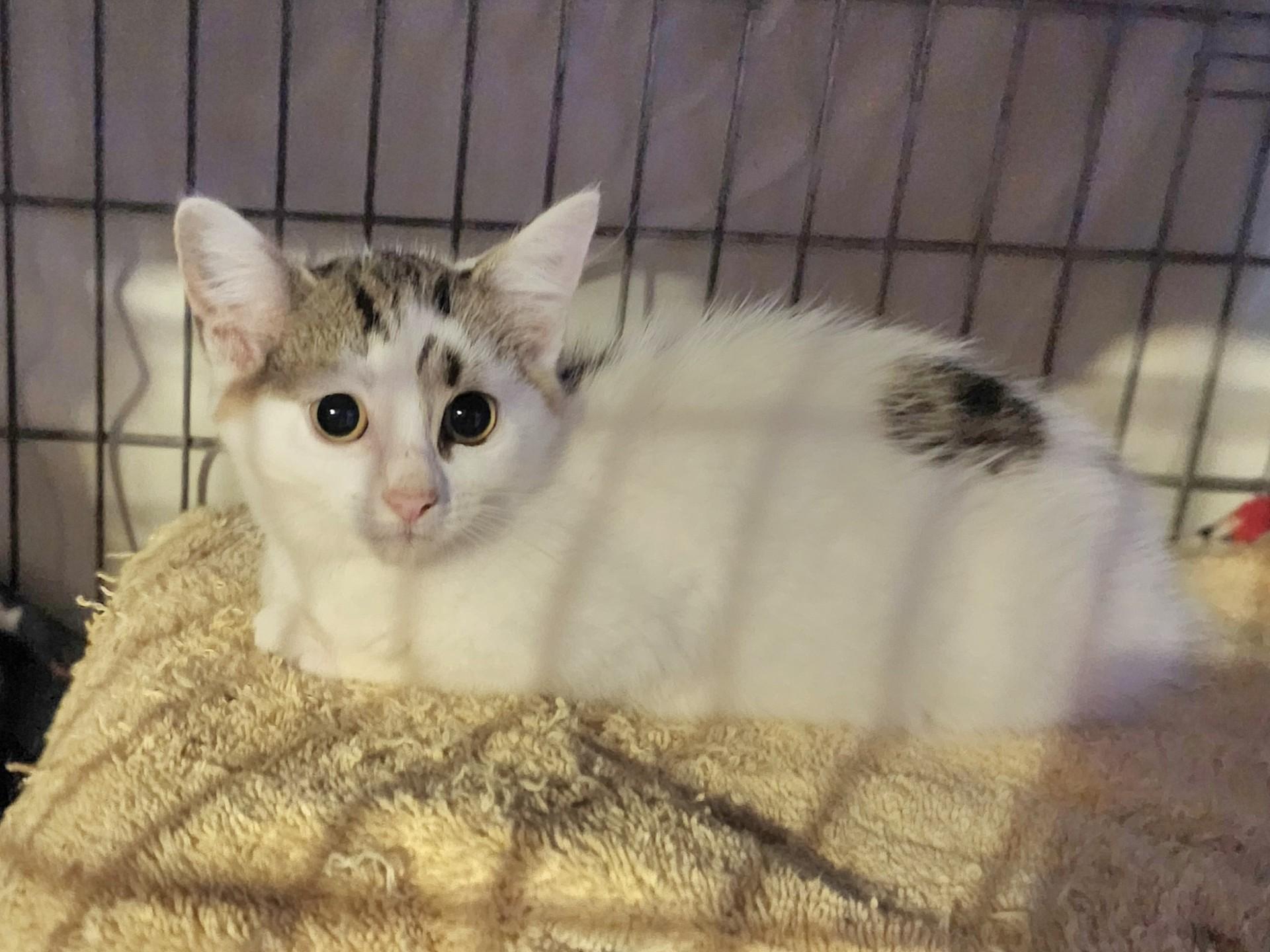 Enlarge Ricotta, a Adoptable Domestic Short Hair in East Brunswick, NJ image 3/6