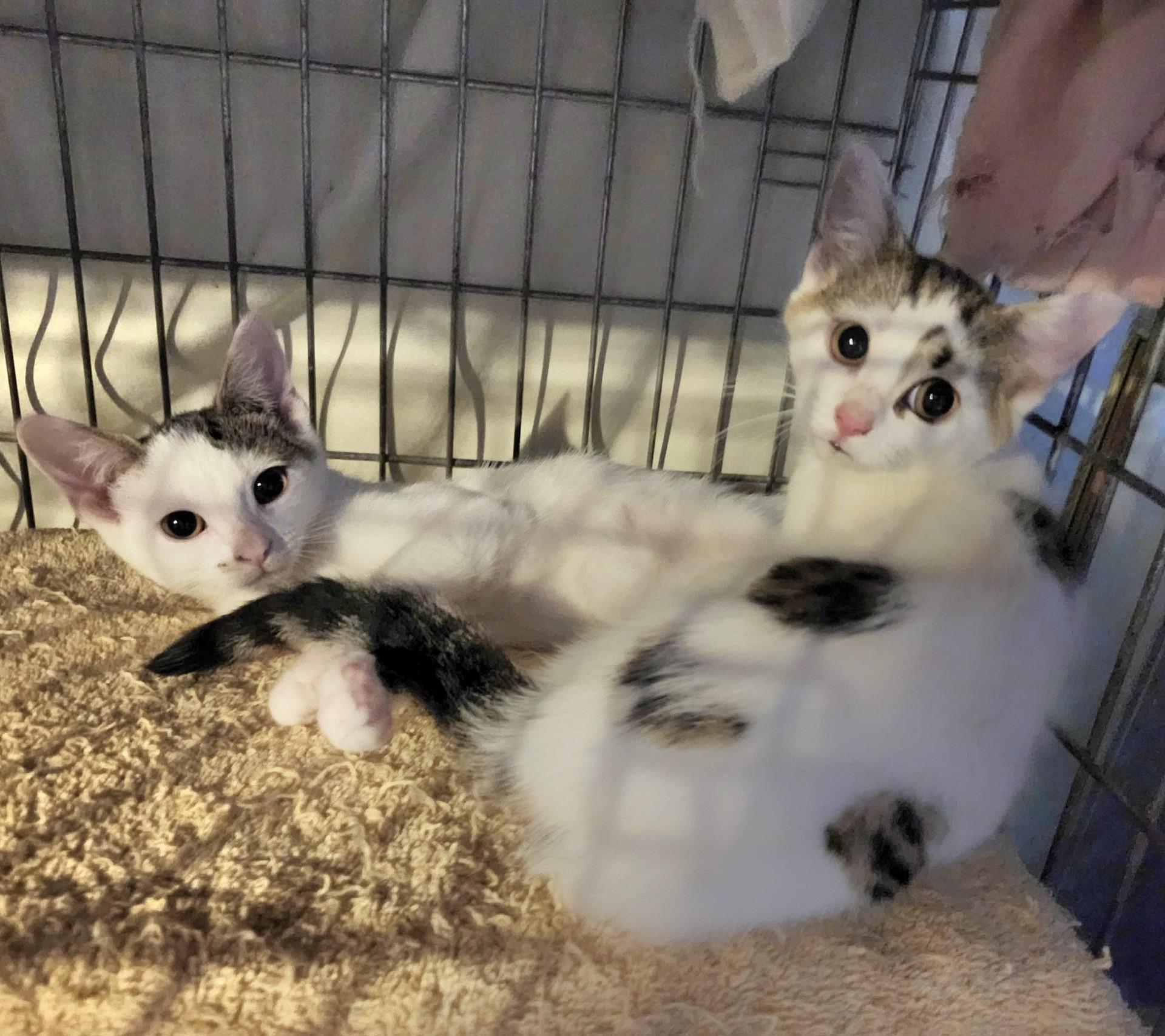 Enlarge Ricotta, a Adoptable Domestic Short Hair in East Brunswick, NJ image 4/6