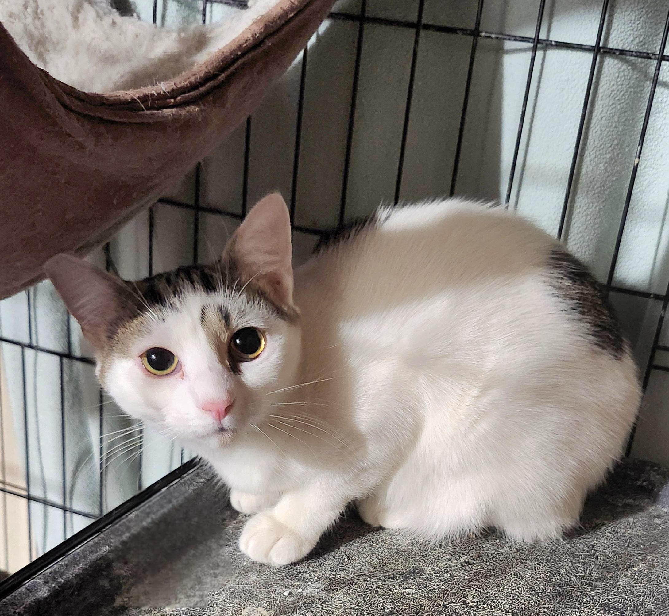 Enlarge Ricotta, a Adoptable Domestic Short Hair in East Brunswick, NJ image 1/6