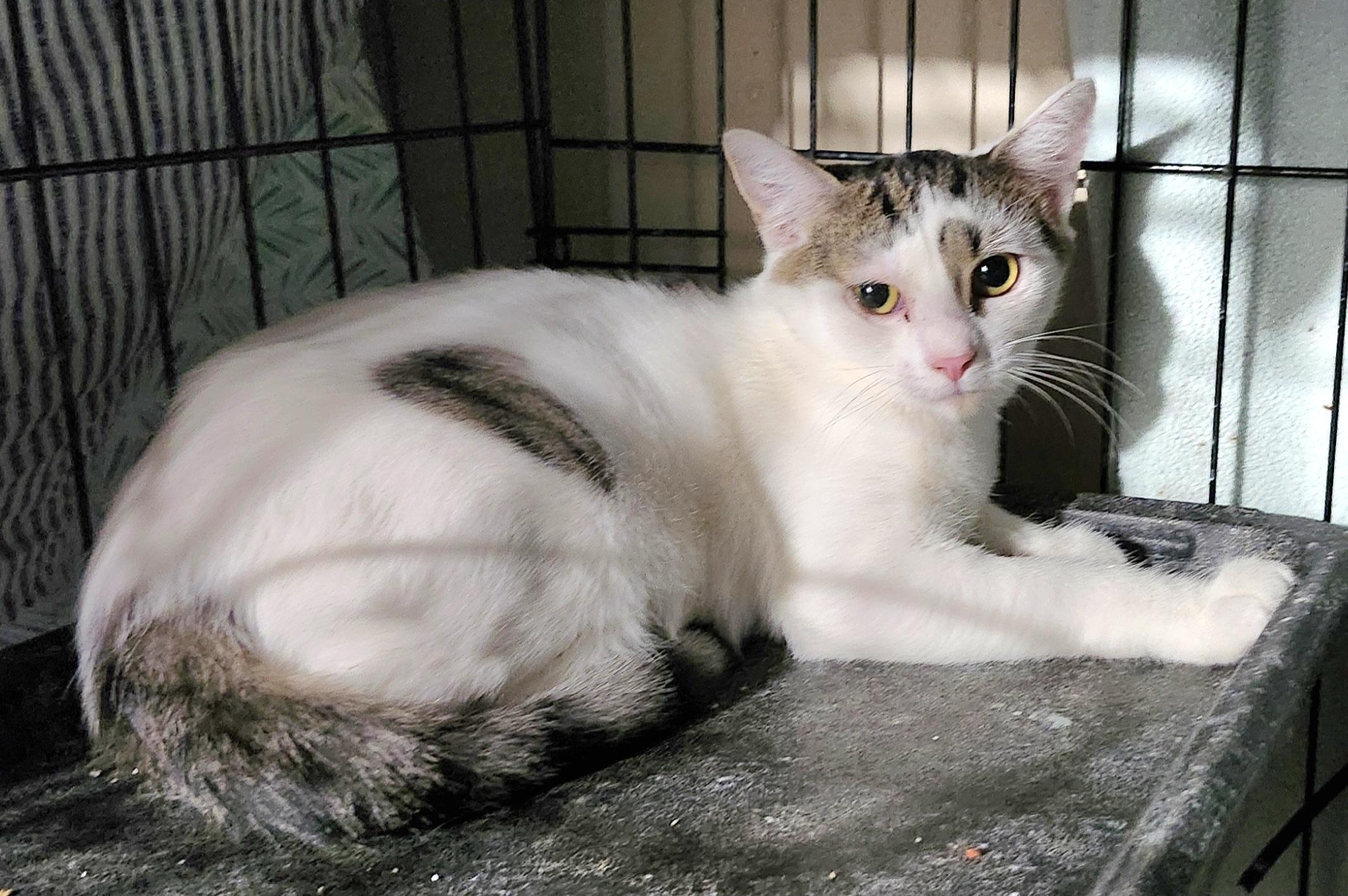 Enlarge Ricotta, a Adoptable Domestic Short Hair in East Brunswick, NJ image 2/6