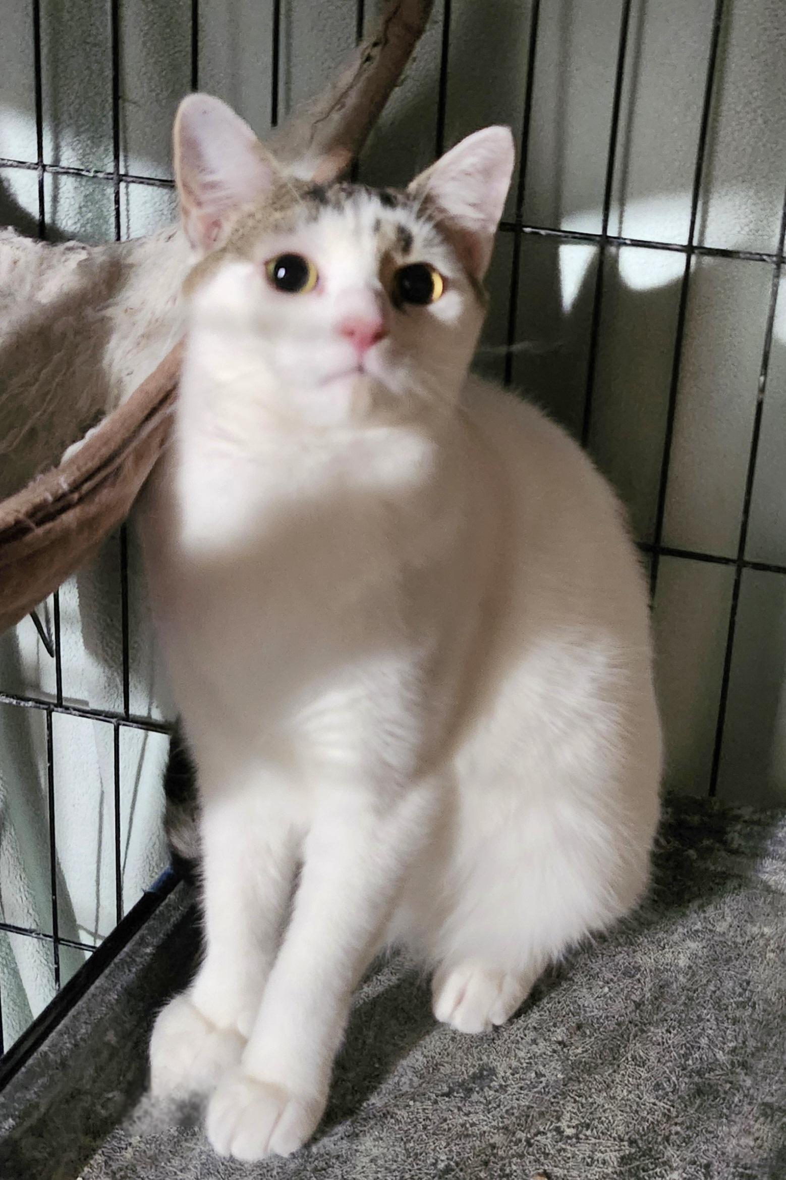 Enlarge Ricotta, a Adoptable Domestic Short Hair in East Brunswick, NJ image 6/6