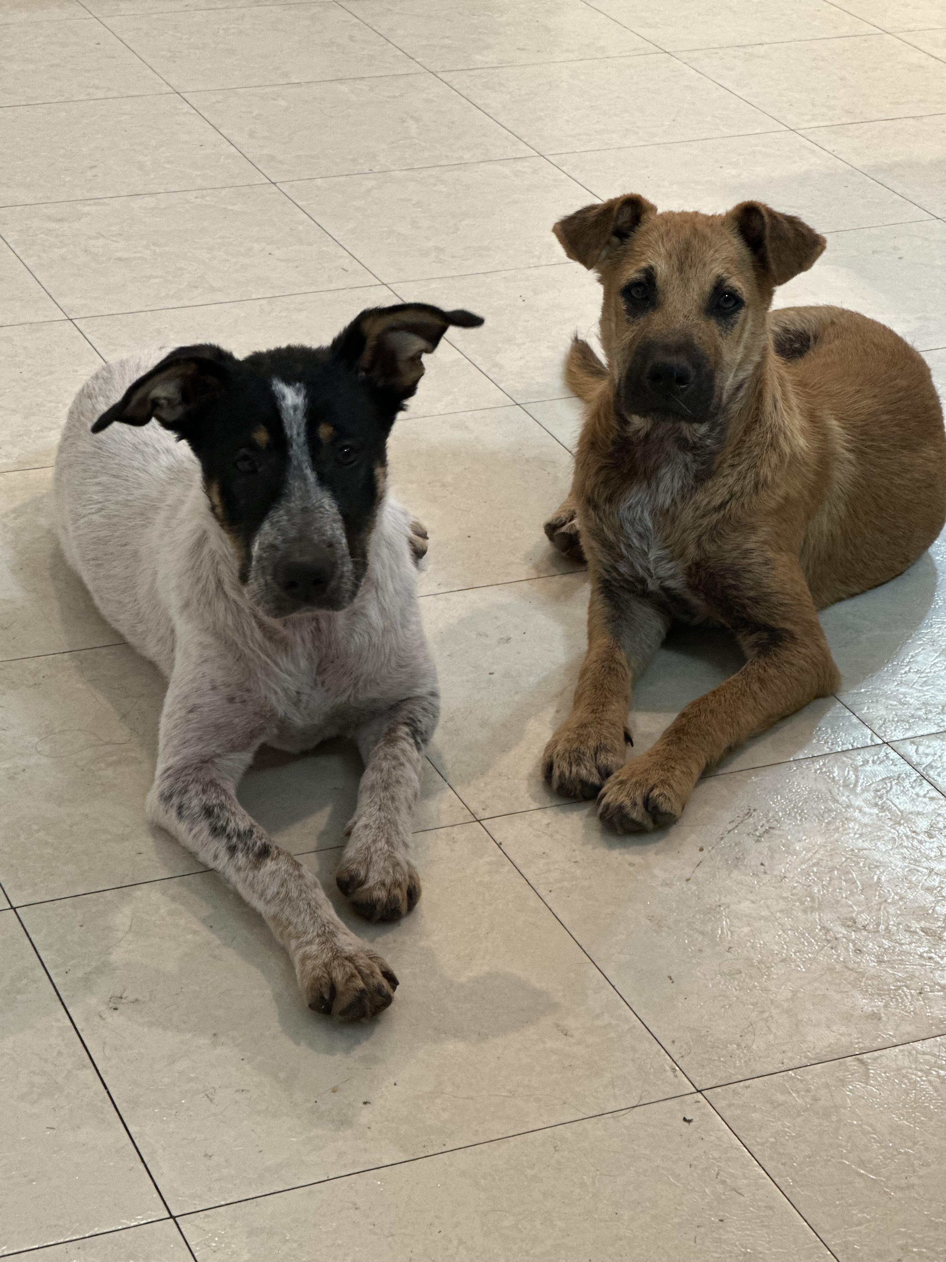 Oreo, a Adoptable mixed breed in Londonderry, NH image 4/6