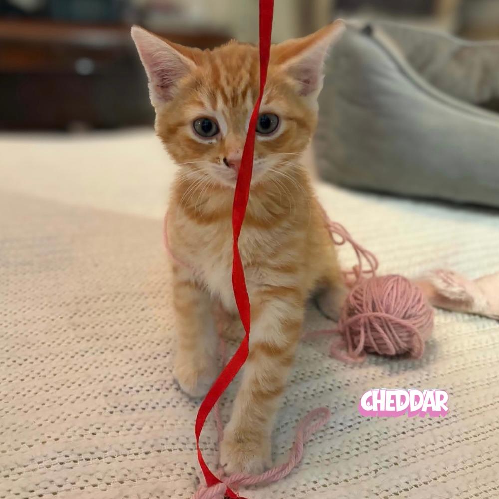Enlarge Cheddar, a Adoptable Domestic Short Hair in Winnipeg, MB image 1/5