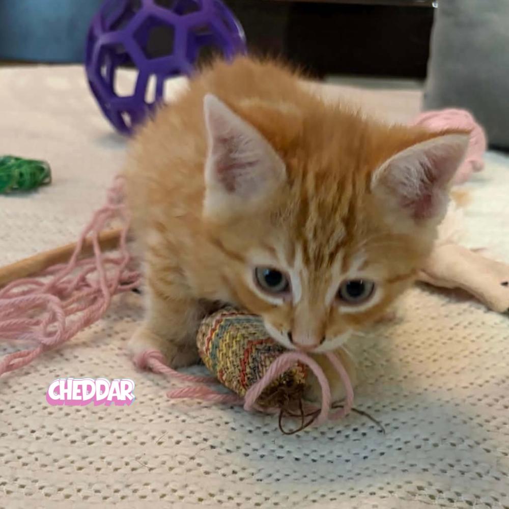 Enlarge Cheddar, a Adoptable Domestic Short Hair in Winnipeg, MB image 5/5