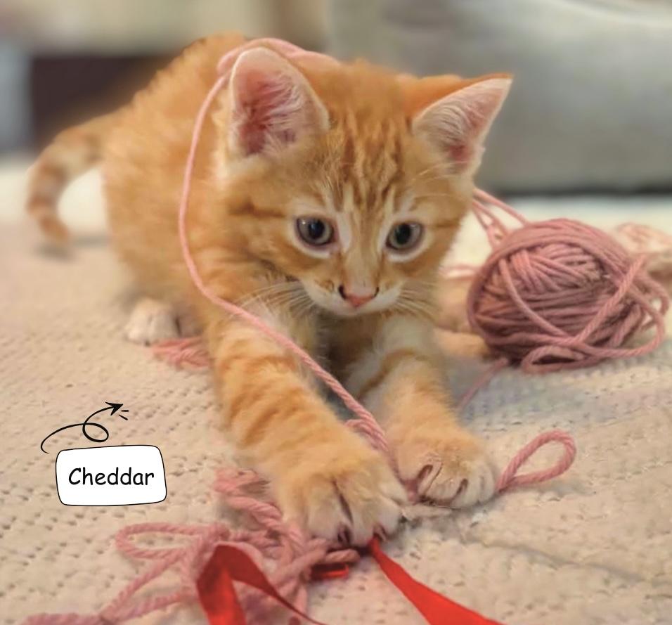 Enlarge Cheddar, a Adoptable Domestic Short Hair in Winnipeg, MB image 3/5