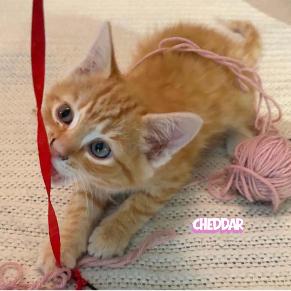 Enlarge Cheddar, a Adoptable Domestic Short Hair in Winnipeg, MB image 2/5