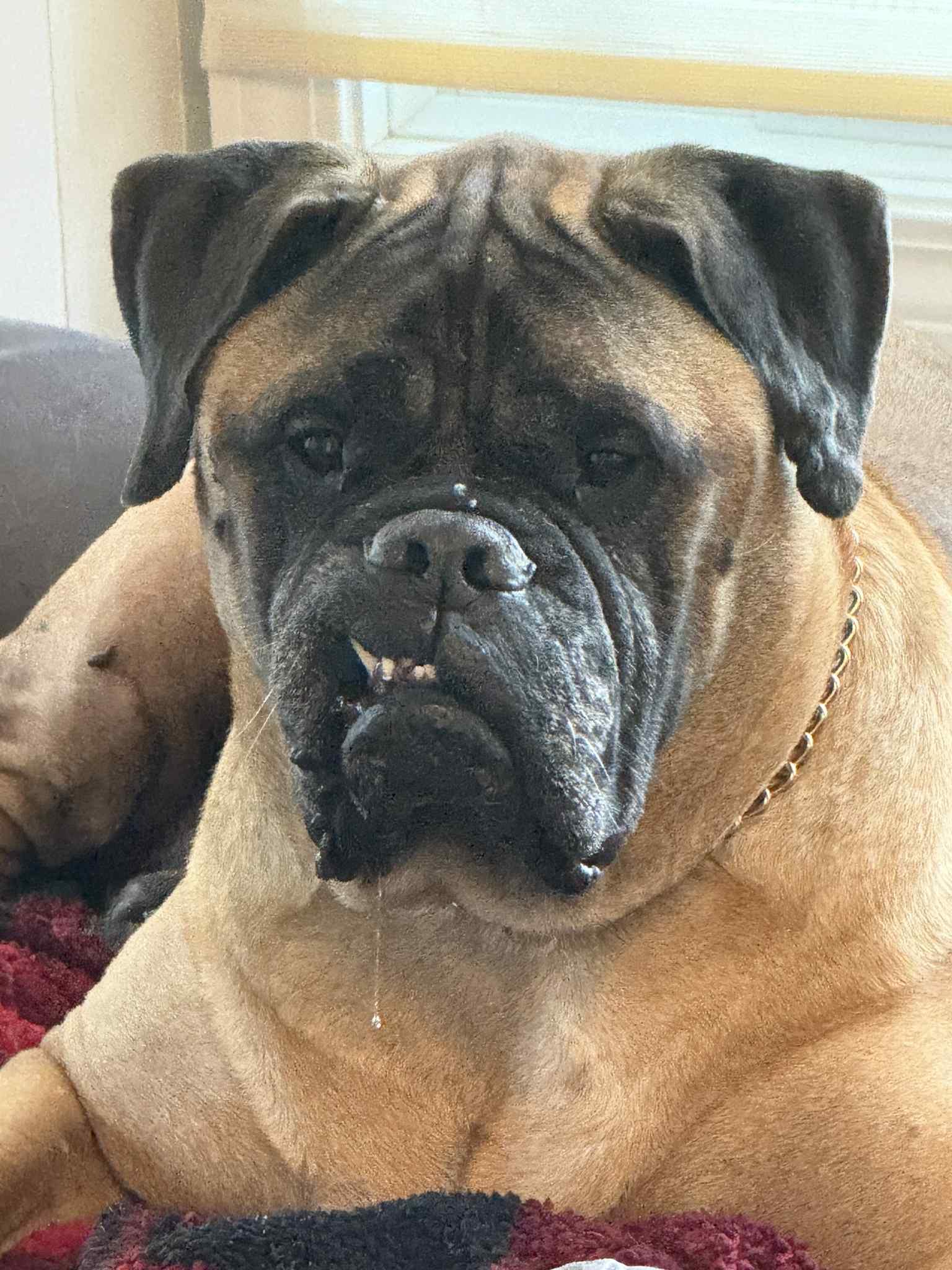 Stella - MI, Adopted, Senior Female Bullmastiff.