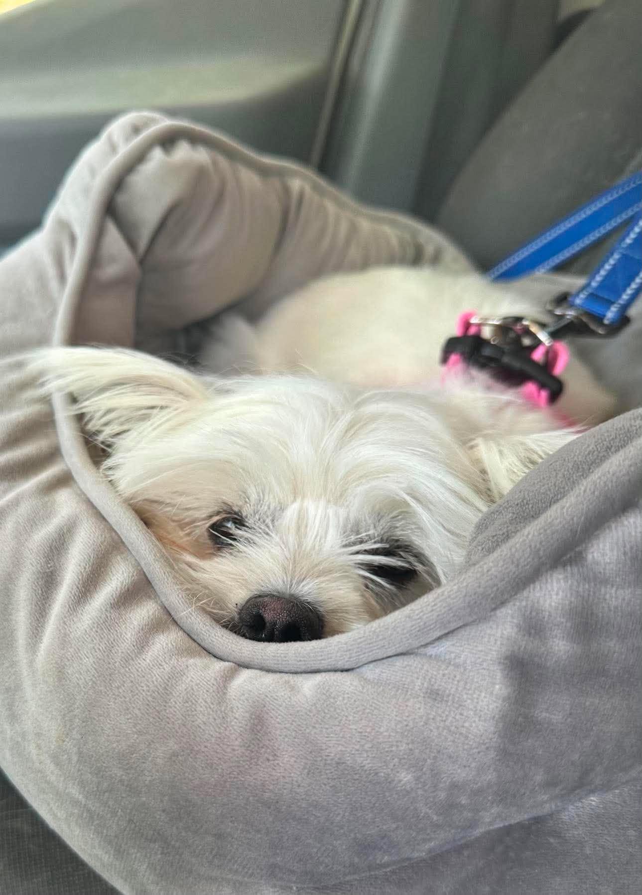 Casey, Adoptable, Puppy Female Shih Tzu & Pomeranian.