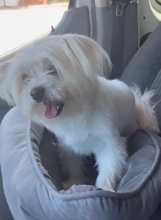 Enlarge Casey, a Adoptable mixed breed in Middletown, NJ video 2/3