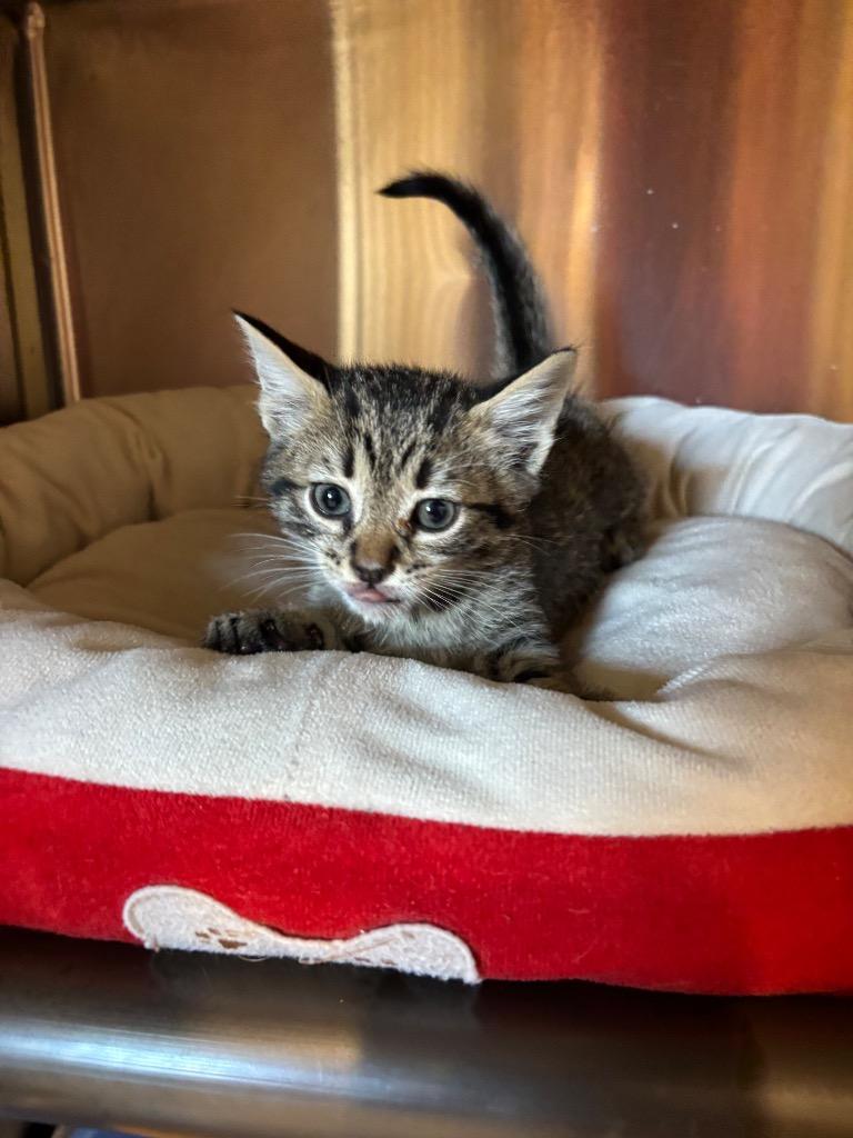 Dorito, Adoptable, Kitten Male Domestic Short Hair.