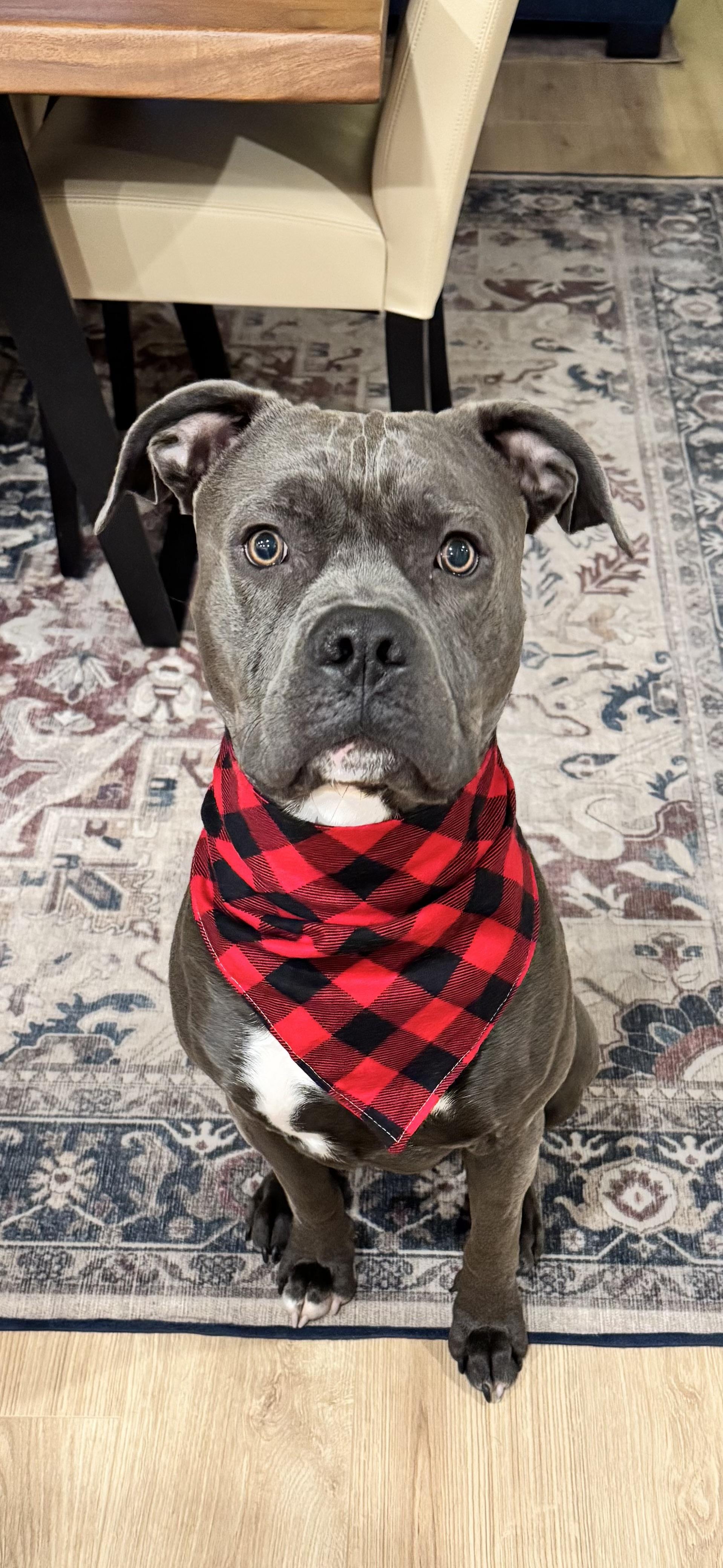 Draco, a Adopted mixed breed in Silverdale, WA image 1/3