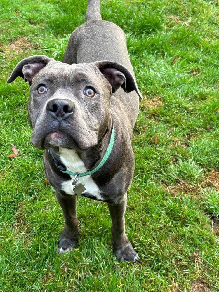 Draco, a Adopted mixed breed in Silverdale, WA image 2/3