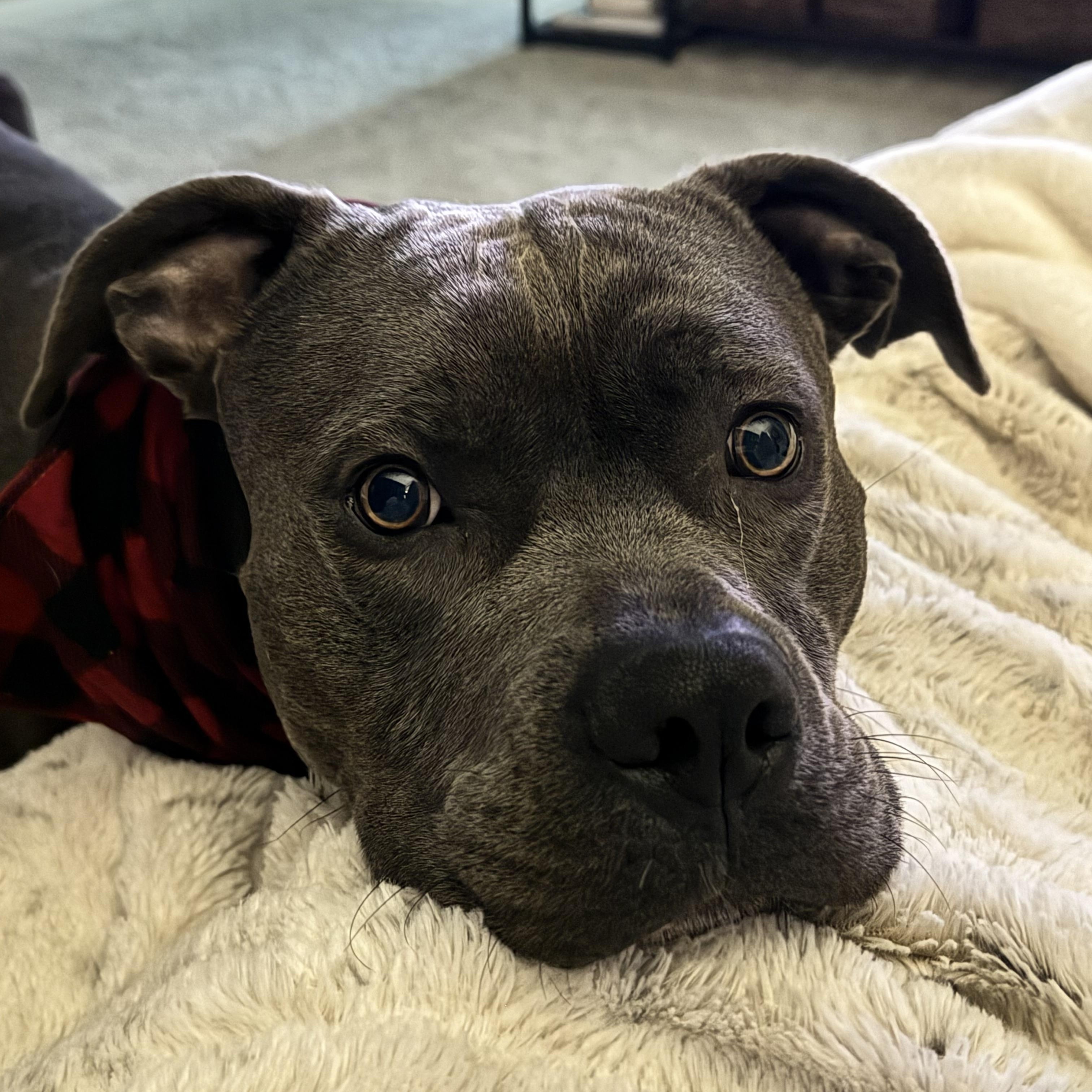 Draco, a Adopted mixed breed in Silverdale, WA image 3/3