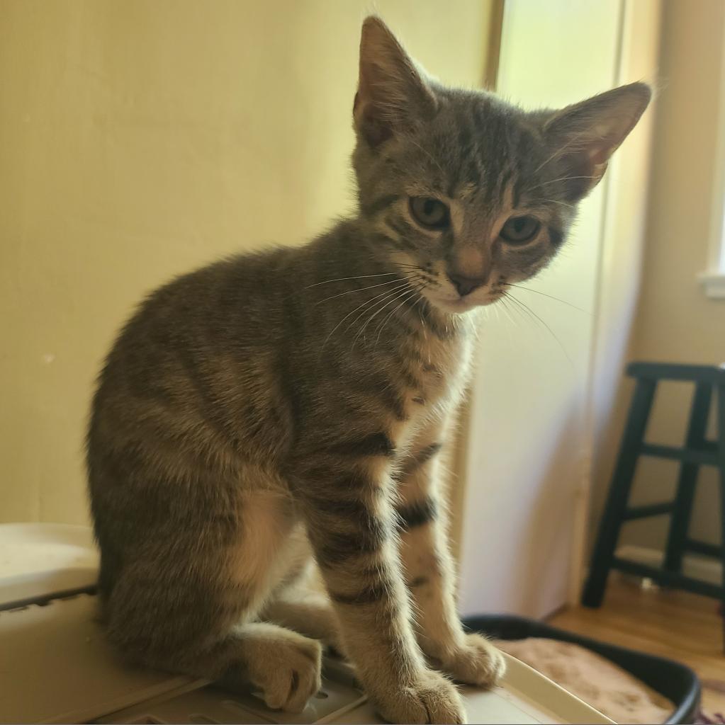 Doja Cat — thumbnail 2