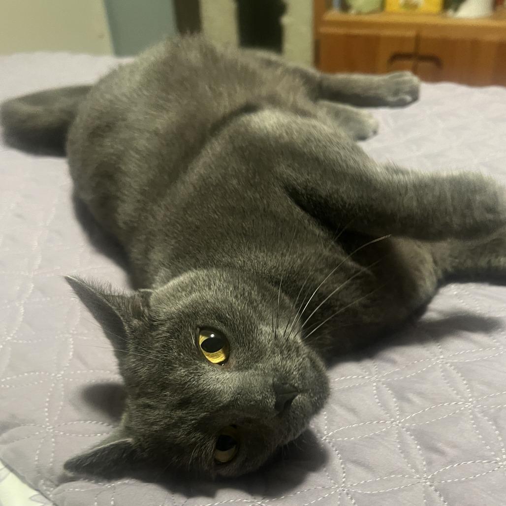 Doja Cat — thumbnail 3