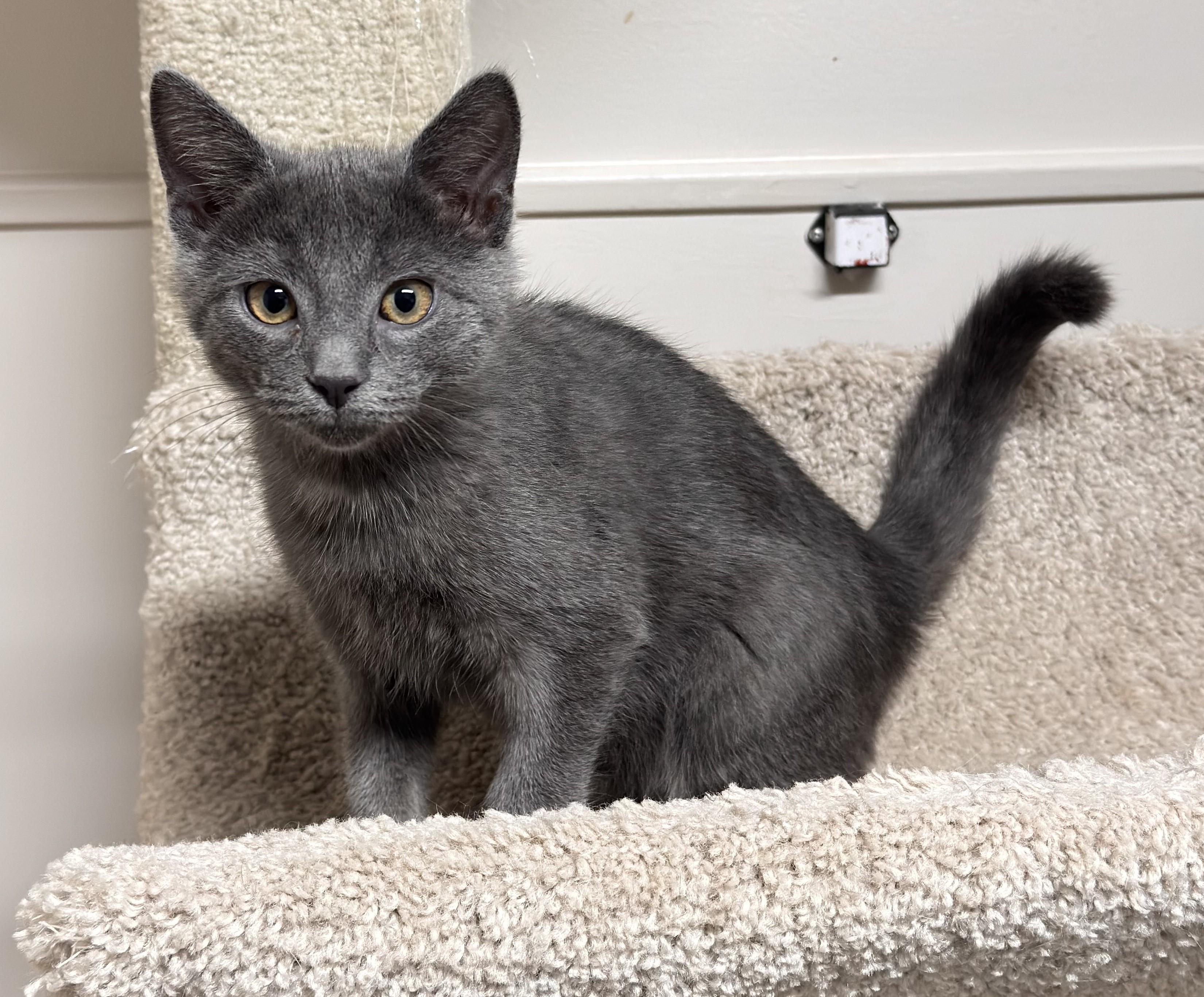 Enlarge Olie, a ADOPTABLE Domestic Short Hair in Kearneysville, WV image 1/1