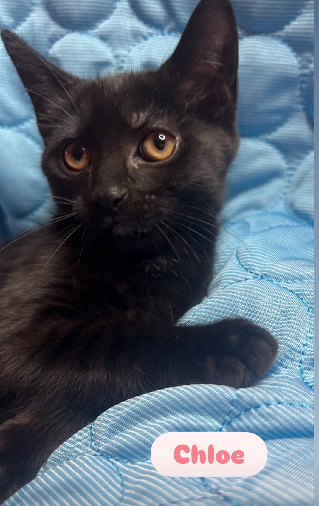 Chloe ( sweet , friendly kitten)