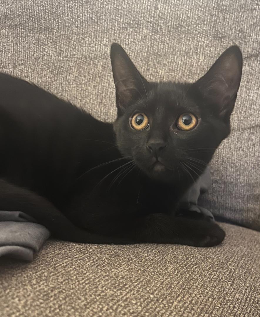 Chloe ( sweet , friendly kitten)