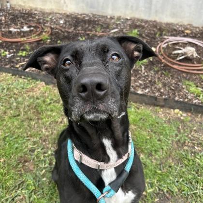 Sunnie, Adoptable, Adult Female Mixed Breed & Mixed Breed.