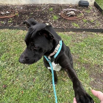 Enlarge Sunnie, a Adoptable Mixed Breed in Carrollton, TX image 3/3