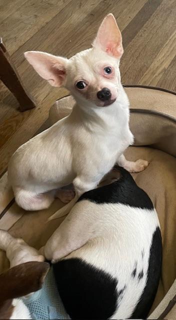 Enlarge Halfpint, a ADOPTABLE Chihuahua in Memphis, TN image 1/4