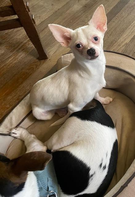 Enlarge Halfpint, a ADOPTABLE Chihuahua in Memphis, TN image 4/4