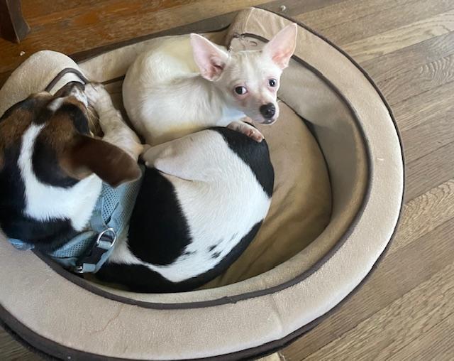 Enlarge Halfpint, a ADOPTABLE Chihuahua in Memphis, TN image 3/4