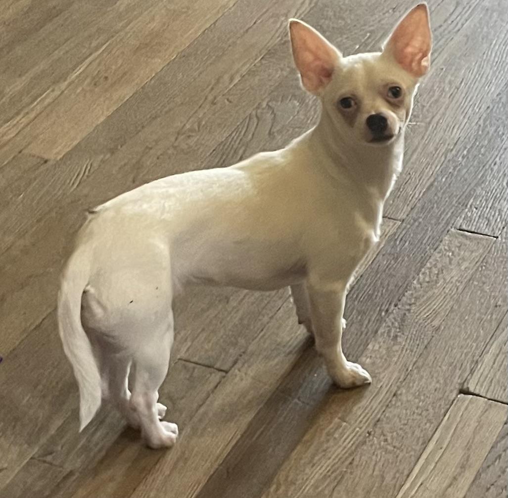 Enlarge Halfpint, a ADOPTABLE Chihuahua in Memphis, TN image 2/4