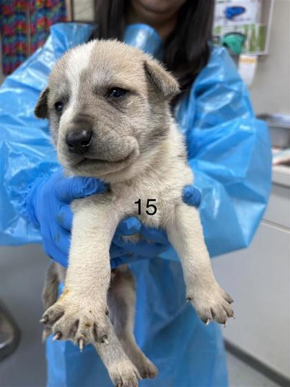 Enlarge River, a Adoptable mixed breed in Dallas, TX image 1/2